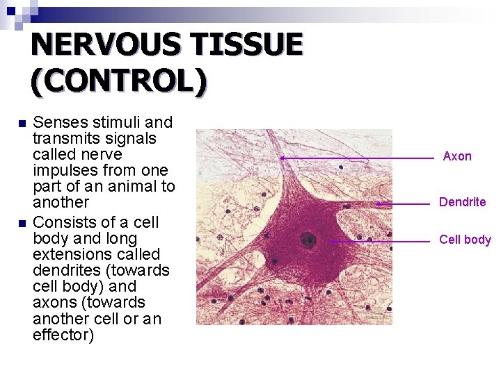 NERVOUS TISSUE (CONTROL) n n Senses stimuli and transmits signals called nerve impulses from