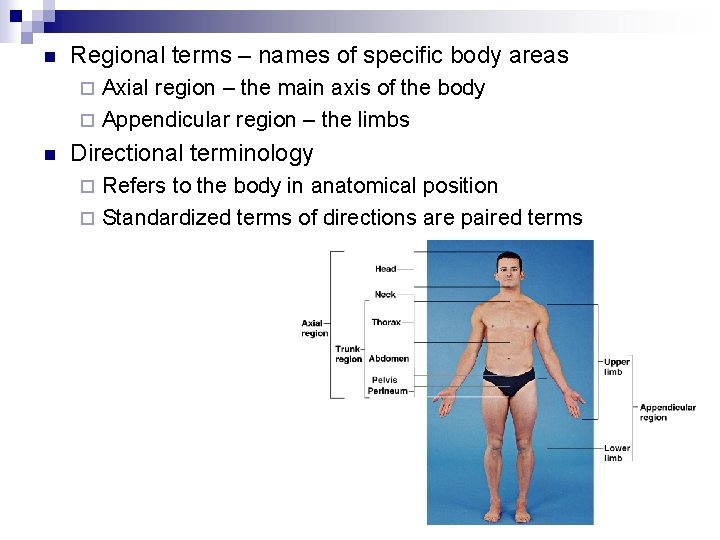n Regional terms – names of specific body areas Axial region – the main