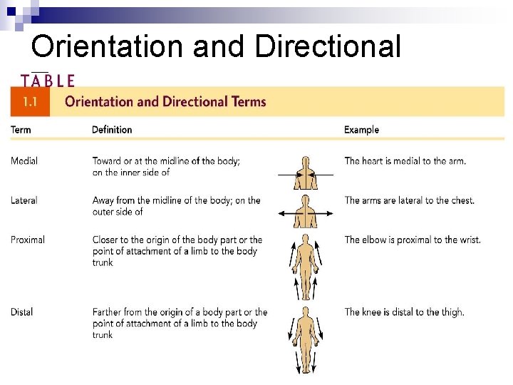 Orientation and Directional Terms Orientation and Directional Terms