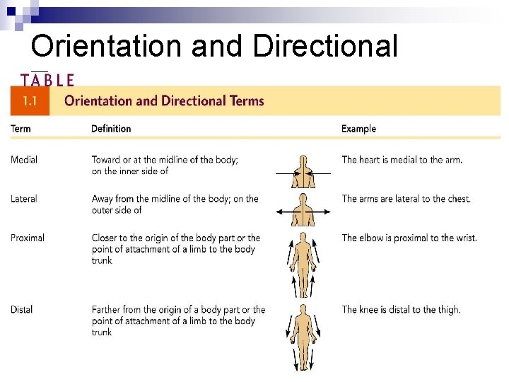 Orientation and Directional Terms 