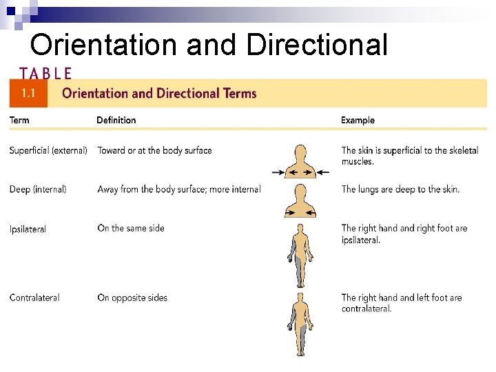 Orientation and Directional Terms Orientation and Directional Terms
