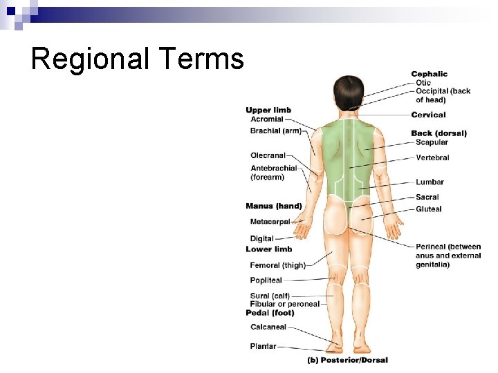 Regional Terms Regional Terms
