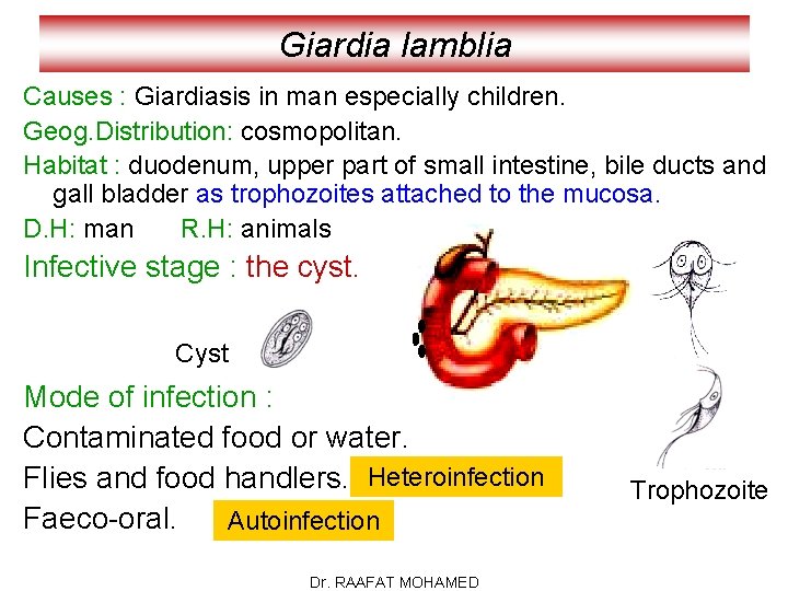 Giardia lamblia Causes : Giardiasis in man especially children. Geog. Distribution: cosmopolitan. Habitat :