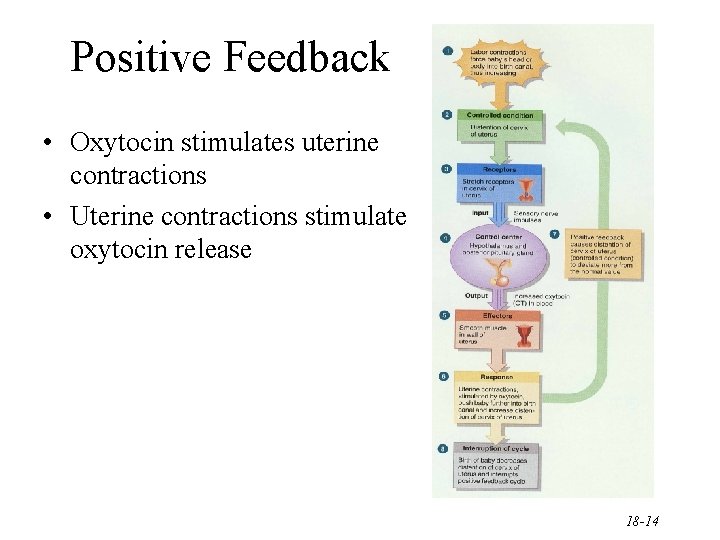 Positive Feedback • Oxytocin stimulates uterine contractions • Uterine contractions stimulate oxytocin release 18