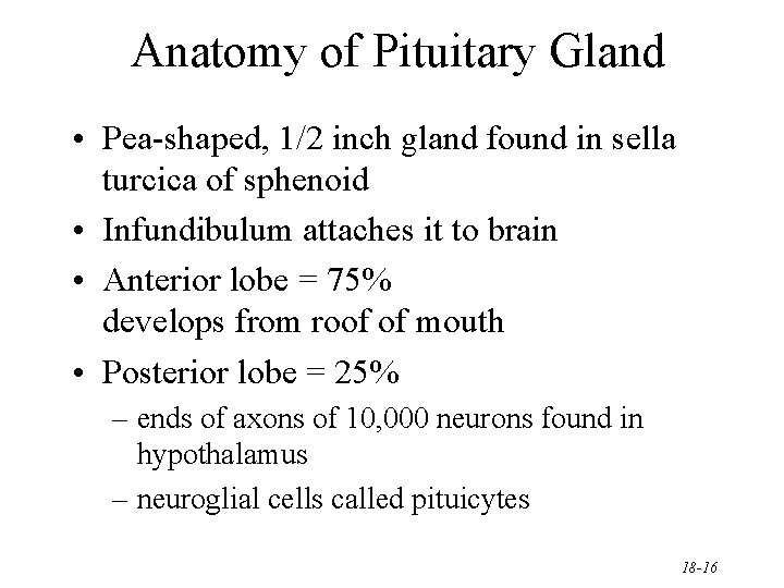 Anatomy of Pituitary Gland • Pea-shaped, 1/2 inch gland found in sella turcica of