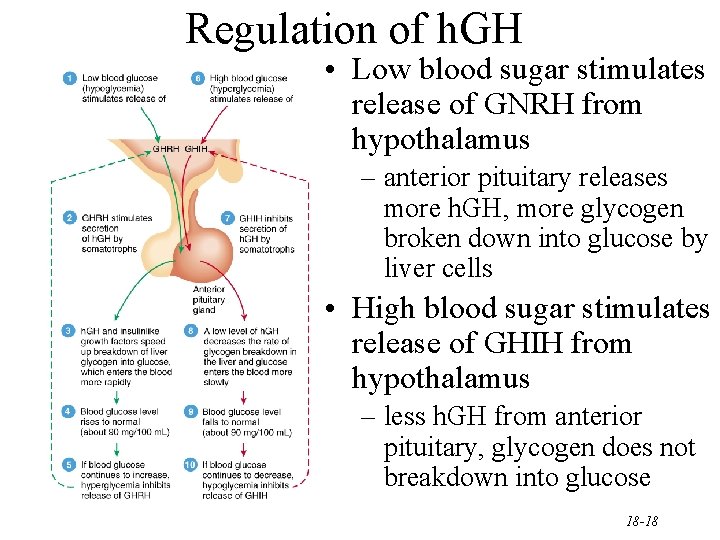 Regulation of h. GH • Low blood sugar stimulates release of GNRH from hypothalamus