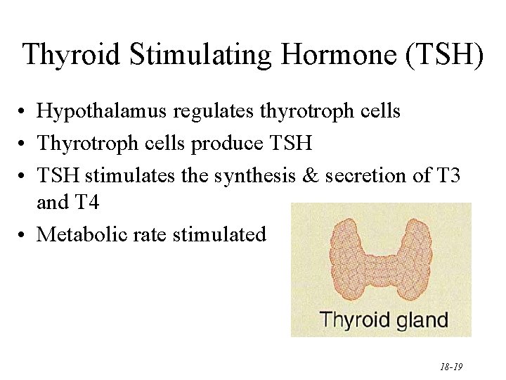 Thyroid Stimulating Hormone (TSH) • Hypothalamus regulates thyrotroph cells • Thyrotroph cells produce TSH