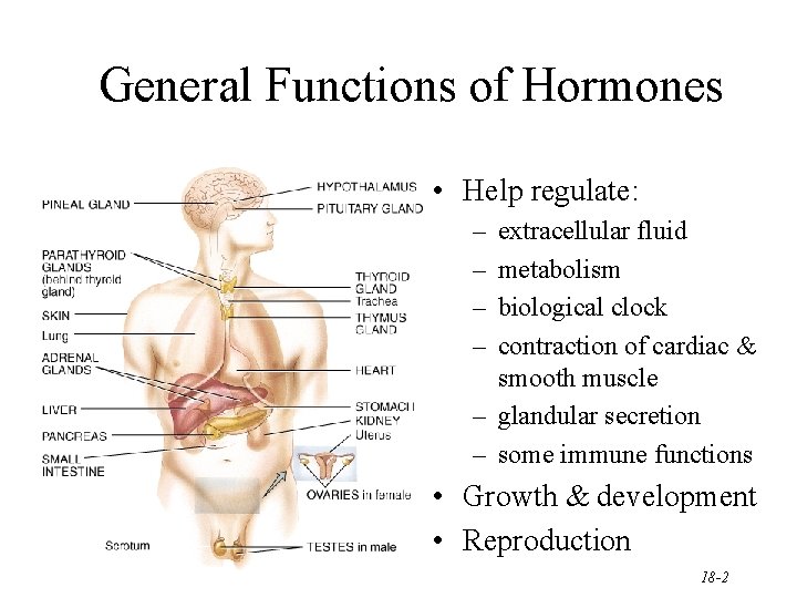General Functions of Hormones • Help regulate: – – extracellular fluid metabolism biological clock