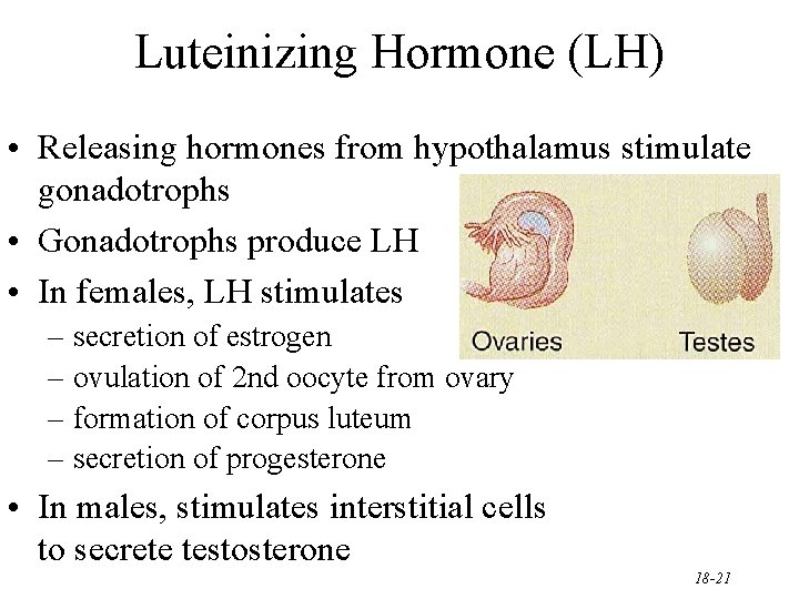 Luteinizing Hormone (LH) • Releasing hormones from hypothalamus stimulate gonadotrophs • Gonadotrophs produce LH