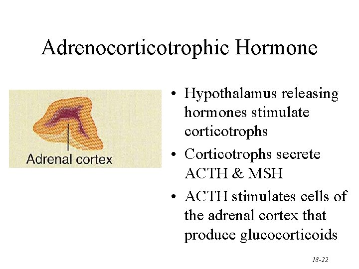 Adrenocorticotrophic Hormone • Hypothalamus releasing hormones stimulate corticotrophs • Corticotrophs secrete ACTH & MSH