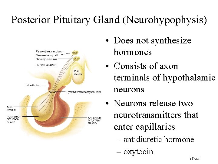 Posterior Pituitary Gland (Neurohypophysis) • Does not synthesize hormones • Consists of axon terminals