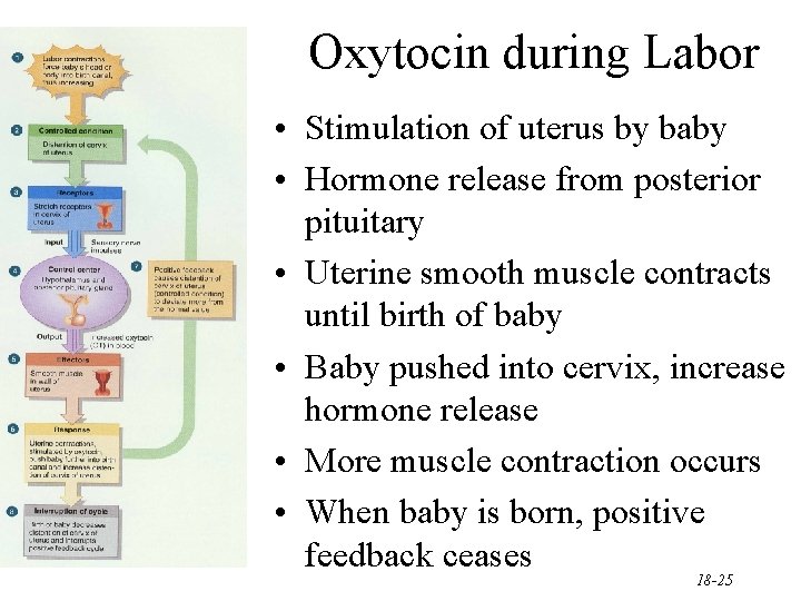 Oxytocin during Labor • Stimulation of uterus by baby • Hormone release from posterior