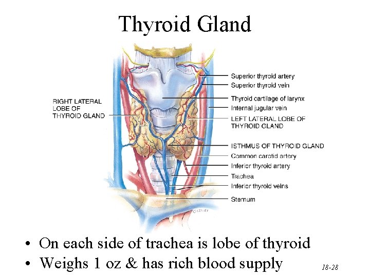 Thyroid Gland • On each side of trachea is lobe of thyroid • Weighs