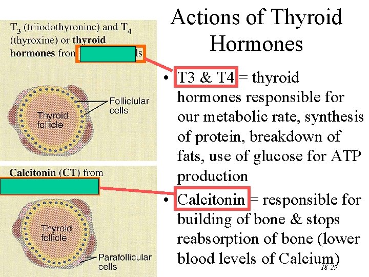 Actions of Thyroid Hormones • T 3 & T 4 = thyroid hormones responsible