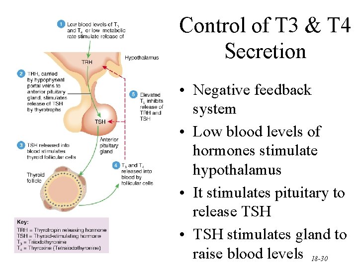 Control of T 3 & T 4 Secretion • Negative feedback system • Low