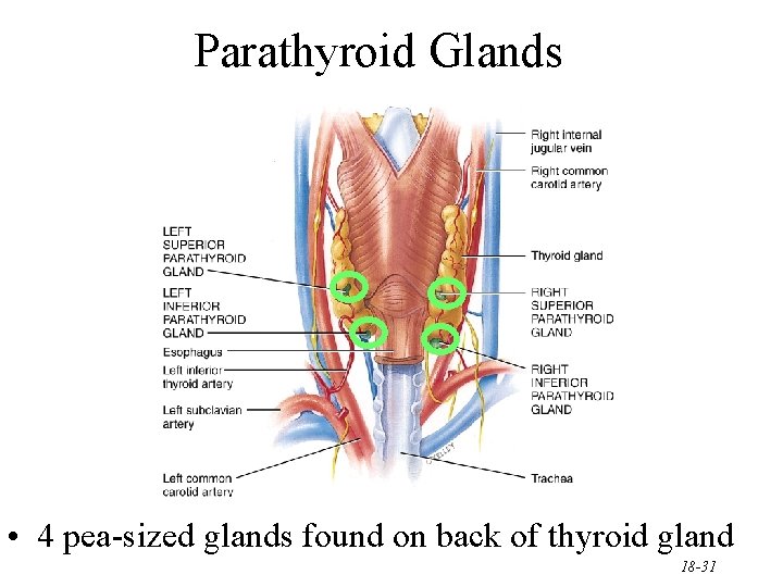 Parathyroid Glands • 4 pea-sized glands found on back of thyroid gland 18 -31