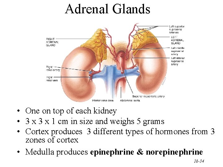 Adrenal Glands • One on top of each kidney • 3 x 1 cm