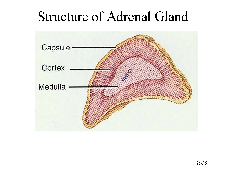 Structure of Adrenal Gland 18 -35 