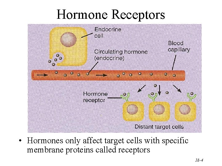 Hormone Receptors • Hormones only affect target cells with specific membrane proteins called receptors