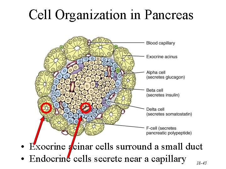 Cell Organization in Pancreas • Exocrine acinar cells surround a small duct • Endocrine