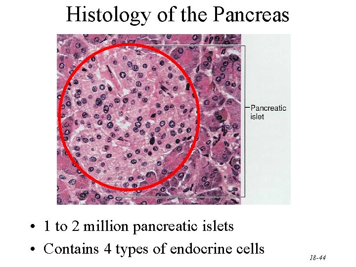 Histology of the Pancreas • 1 to 2 million pancreatic islets • Contains 4