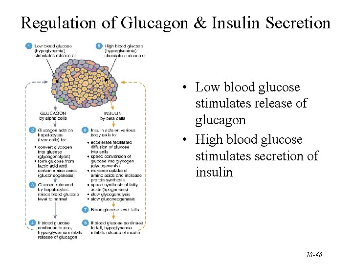 Regulation of Glucagon & Insulin Secretion • Low blood glucose stimulates release of glucagon