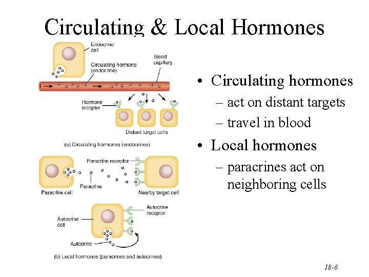 Circulating & Local Hormones • Circulating hormones – act on distant targets – travel