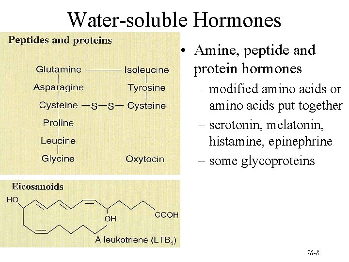 Water-soluble Hormones • Amine, peptide and protein hormones – modified amino acids or amino
