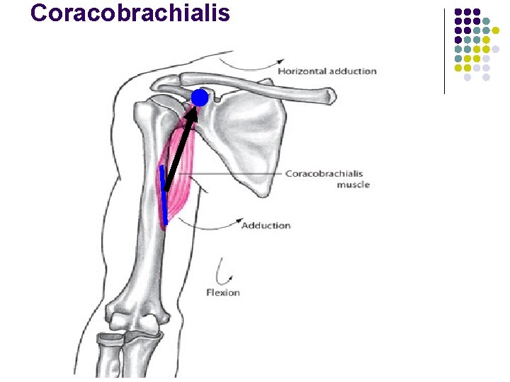 Coracobrachialis 