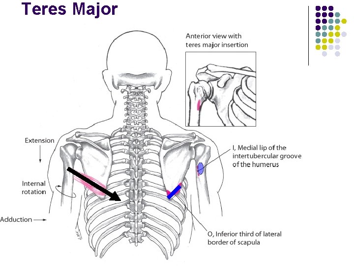 Teres Major 