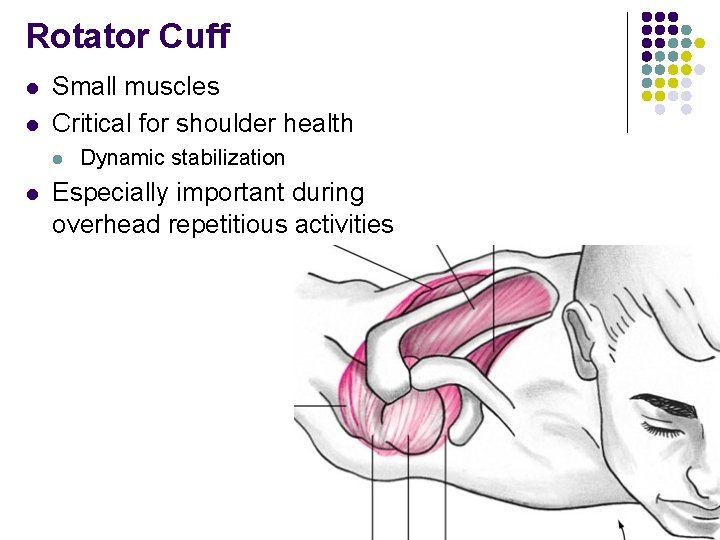 Rotator Cuff l l Small muscles Critical for shoulder health l l Dynamic stabilization