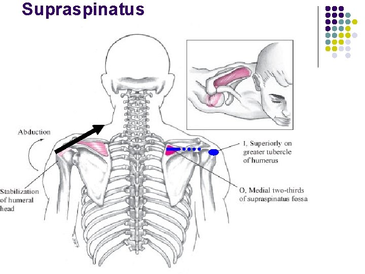 Supraspinatus 