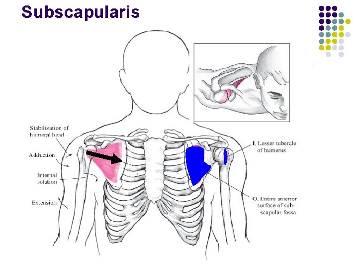 Subscapularis 