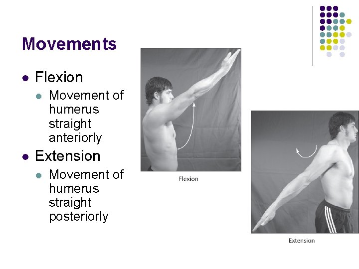 Movements l Flexion l l Movement of humerus straight anteriorly Extension l Movement of