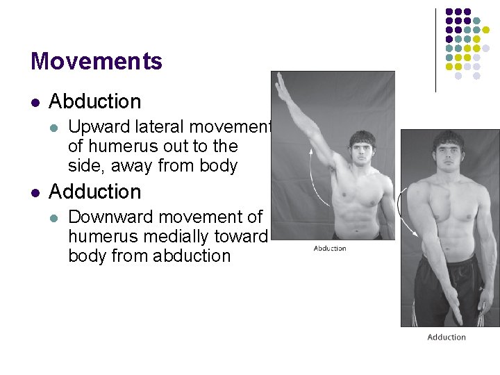 Movements l Abduction l l Upward lateral movement of humerus out to the side,