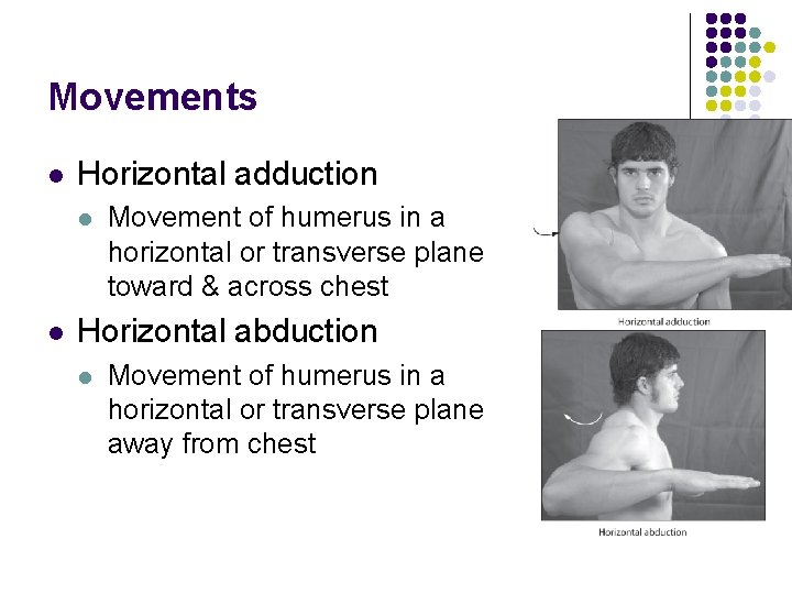 Movements l Horizontal adduction l l Movement of humerus in a horizontal or transverse
