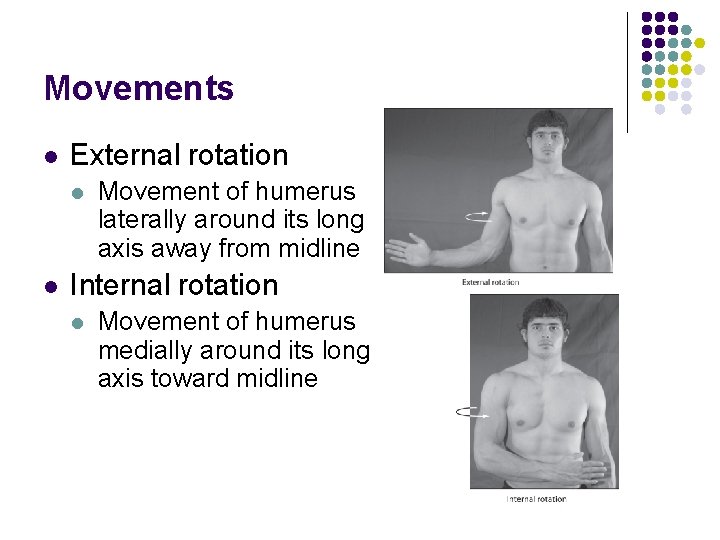 Movements l External rotation l l Movement of humerus laterally around its long axis