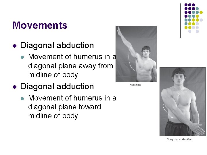 Movements l Diagonal abduction l l Movement of humerus in a diagonal plane away