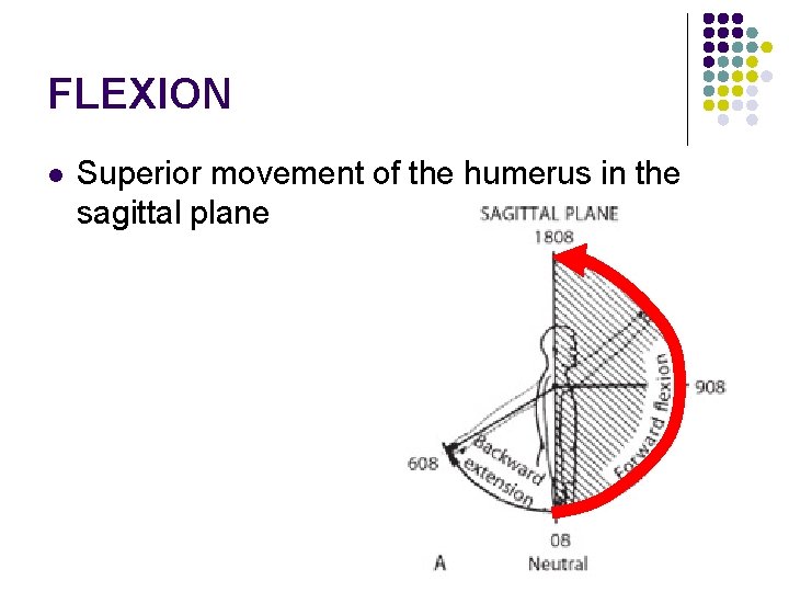 FLEXION l Superior movement of the humerus in the sagittal plane 