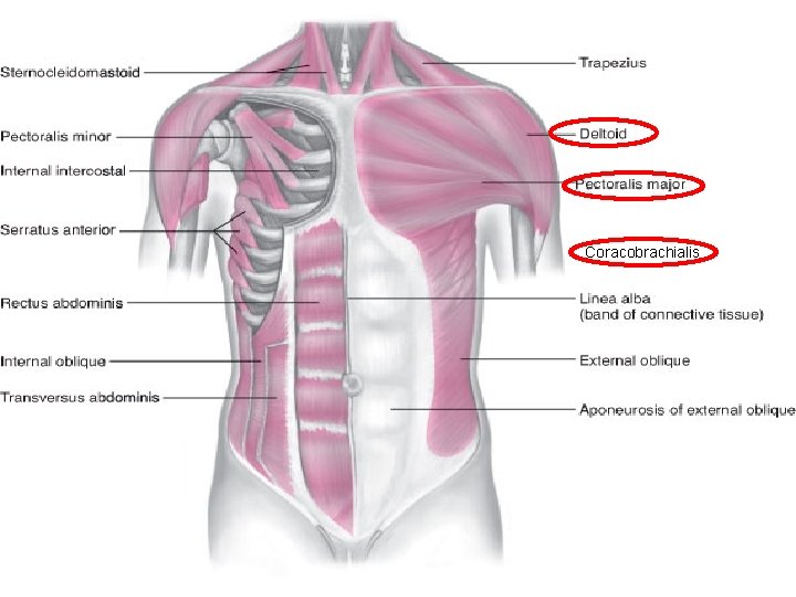 Coracobrachialis 