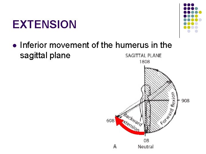 EXTENSION l Inferior movement of the humerus in the sagittal plane 