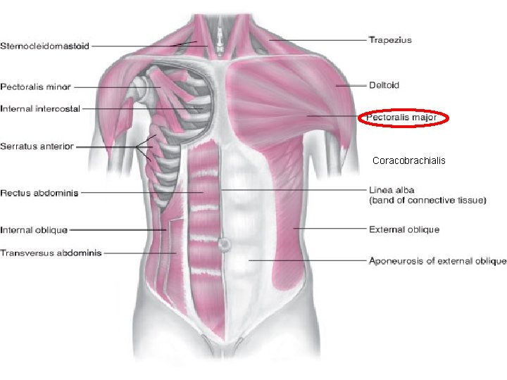 Coracobrachialis 