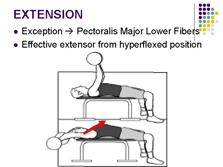 EXTENSION l l Exception Pectoralis Major Lower Fibers Effective extensor from hyperflexed position 