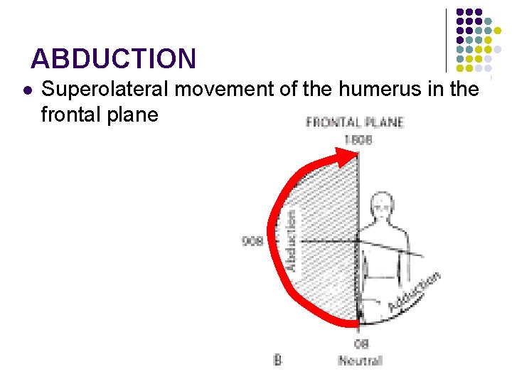 ABDUCTION l Superolateral movement of the humerus in the frontal plane 