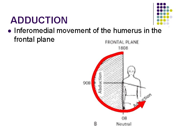 ADDUCTION l Inferomedial movement of the humerus in the frontal plane 