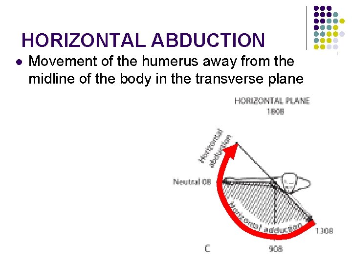 HORIZONTAL ABDUCTION l Movement of the humerus away from the midline of the body