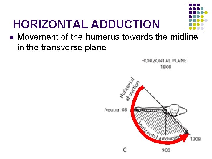 HORIZONTAL ADDUCTION l Movement of the humerus towards the midline in the transverse plane