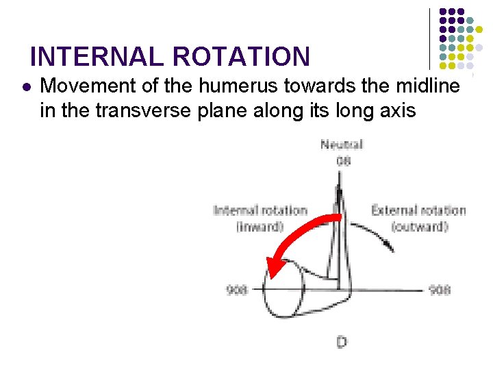 INTERNAL ROTATION l Movement of the humerus towards the midline in the transverse plane