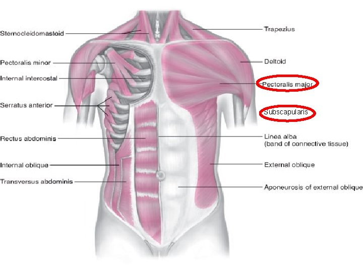 Subscapularis 