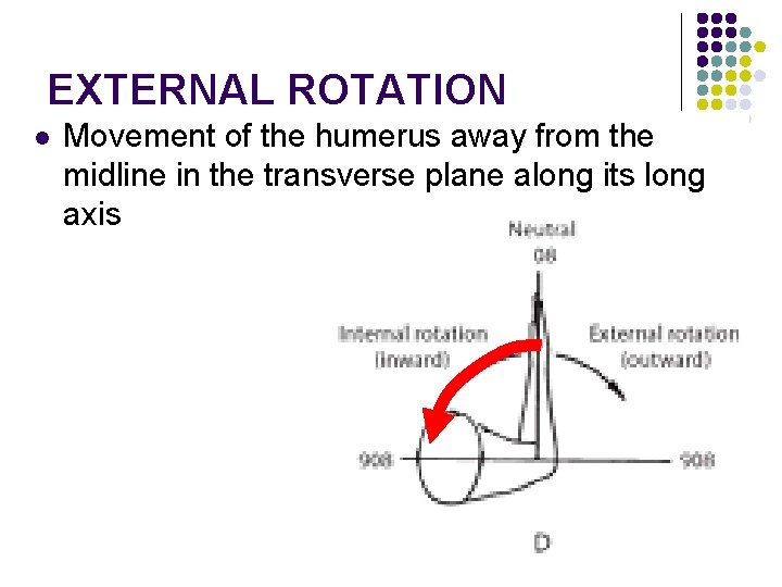 EXTERNAL ROTATION l Movement of the humerus away from the midline in the transverse